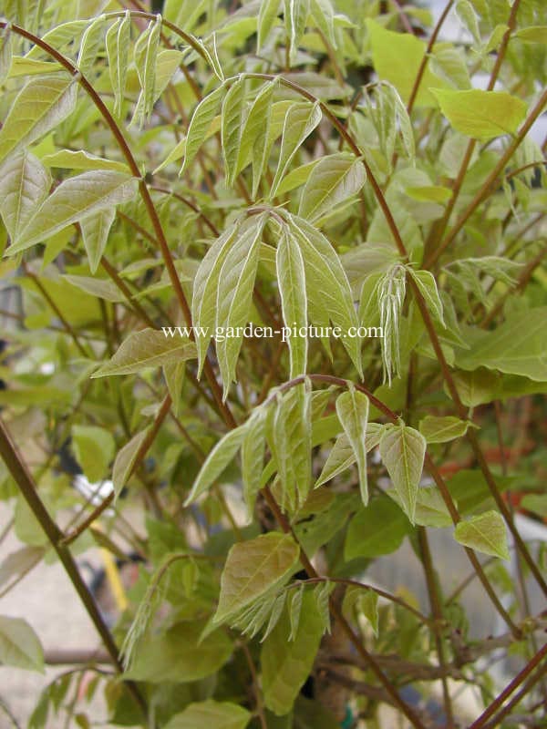 Wisteria sinensis