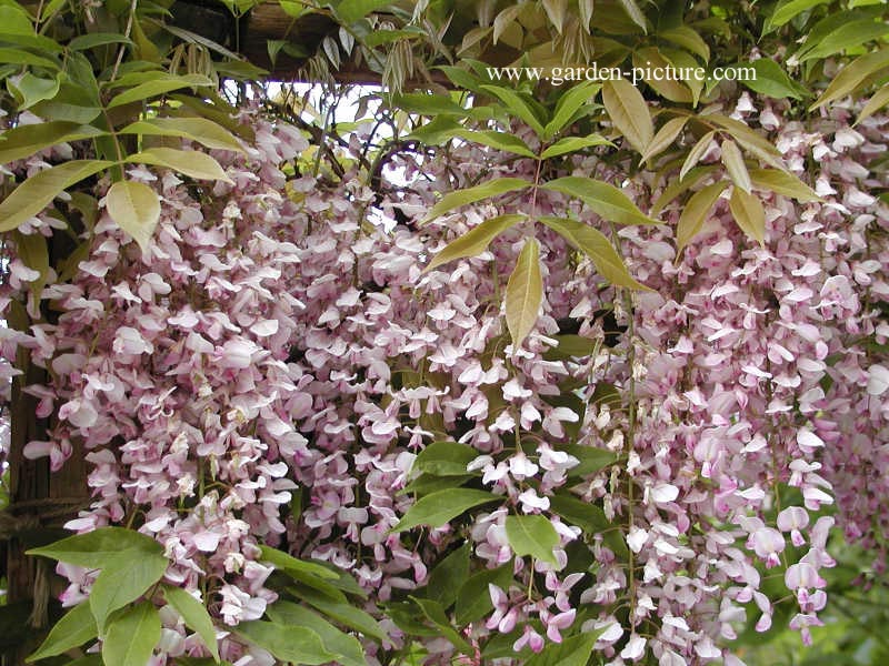 Wisteria floribunda 'Honbeni' (PinkIce/Rosea)