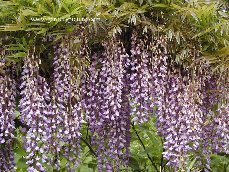 Wisteria floribunda 'Multijuga' (Kyushaku)