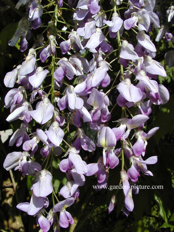 Wisteria sinensis