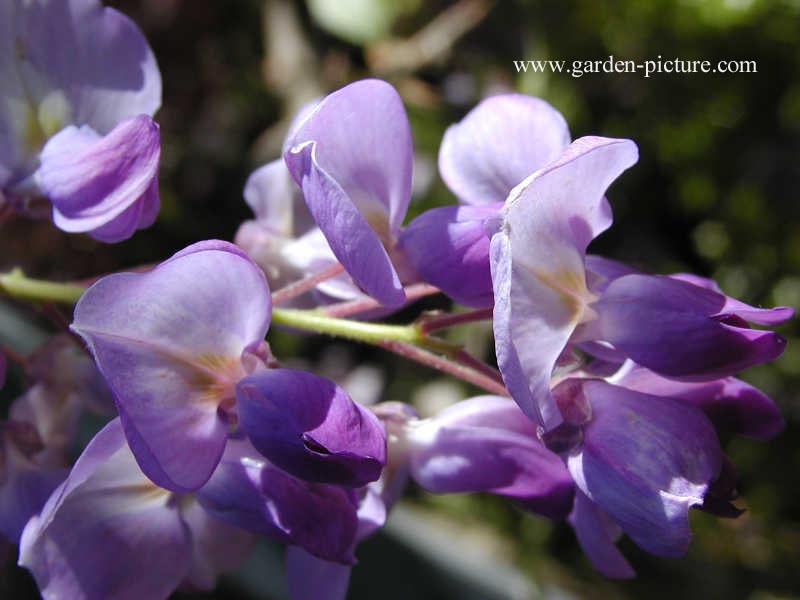 Wisteria sinensis