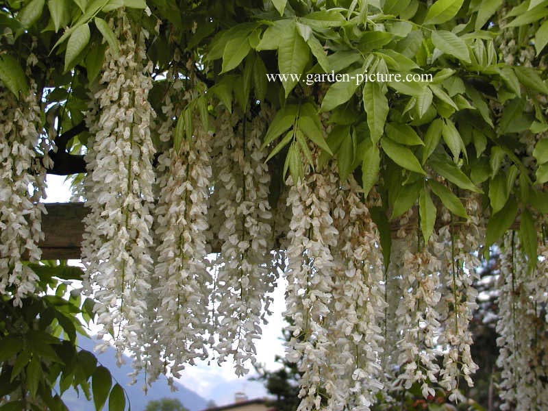 Wisteria floribunda 'Shiro noda'