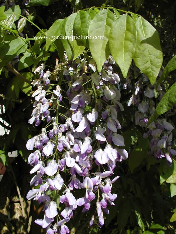 Wisteria sinensis