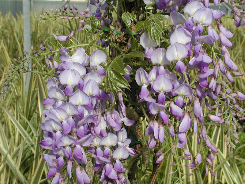 Wisteria sinensis