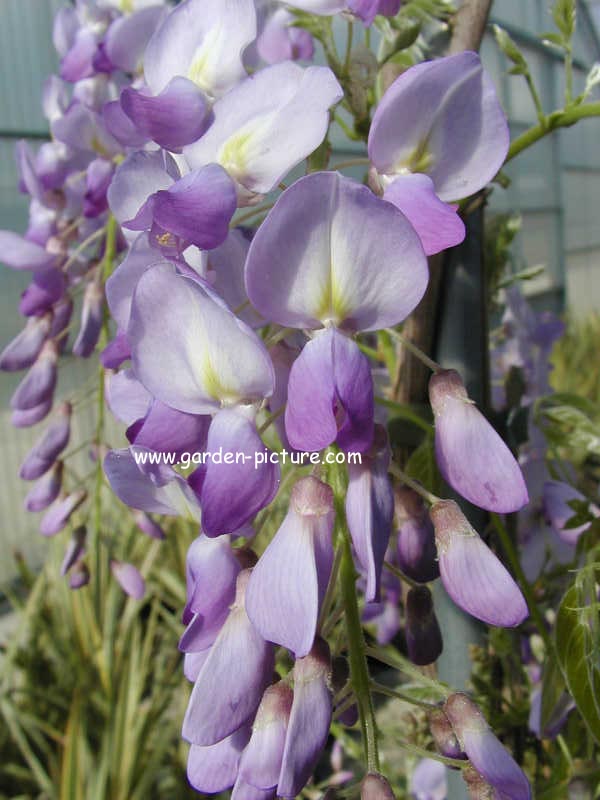 Wisteria sinensis