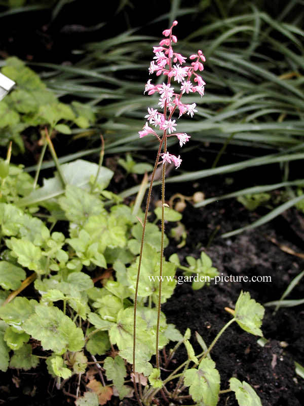 Heucherella alba 'Bridget Bloom'