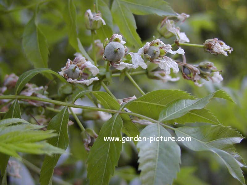 Xanthoceras sorbifolium