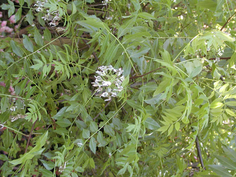 Xanthoceras sorbifolium