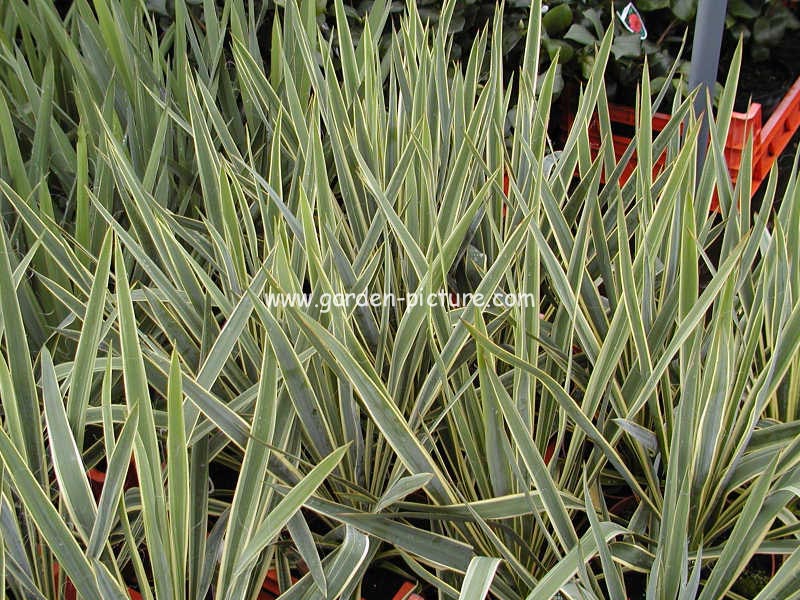 Yucca filamentosa 'Bright Edge'