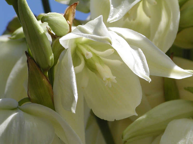 Yucca filamentosa