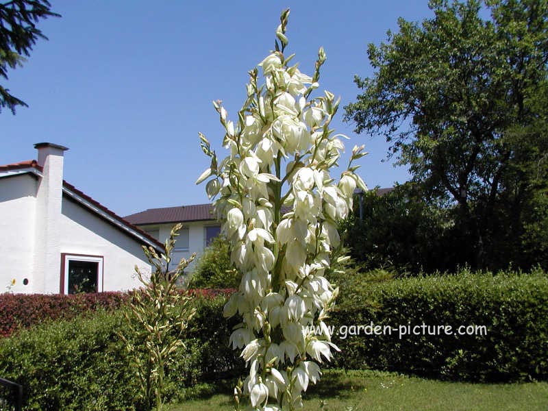 Yucca filamentosa