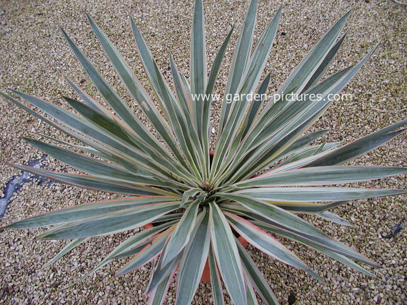 Yucca gloriosa 'Variegata'