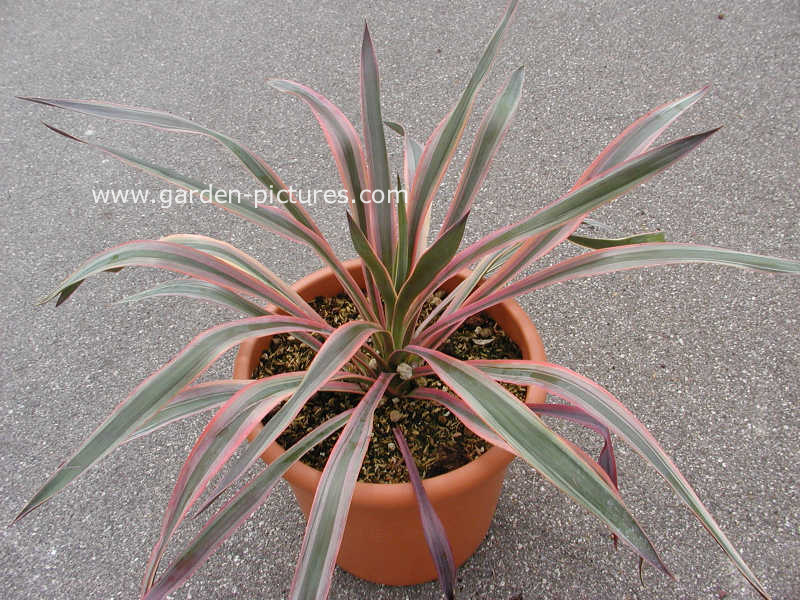 Yucca gloriosa 'Variegata'