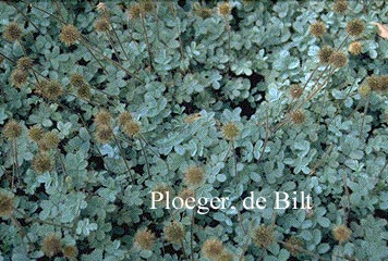 Acaena caesiiglauca