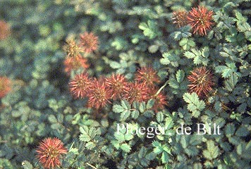 Acaena microphylla 'Kupferteppich'