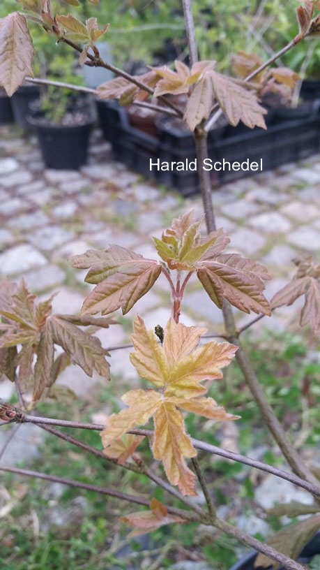 Acer griseum 'Golden Lucky'