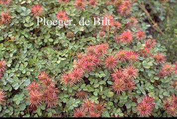 Acaena novae-zelandiae