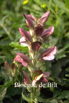 Acanthus hungaricus