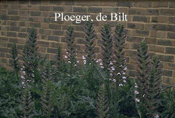 Acanthus spinosus