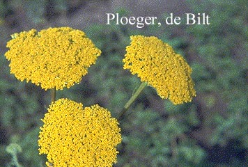 Achillea 'Coronation Gold'