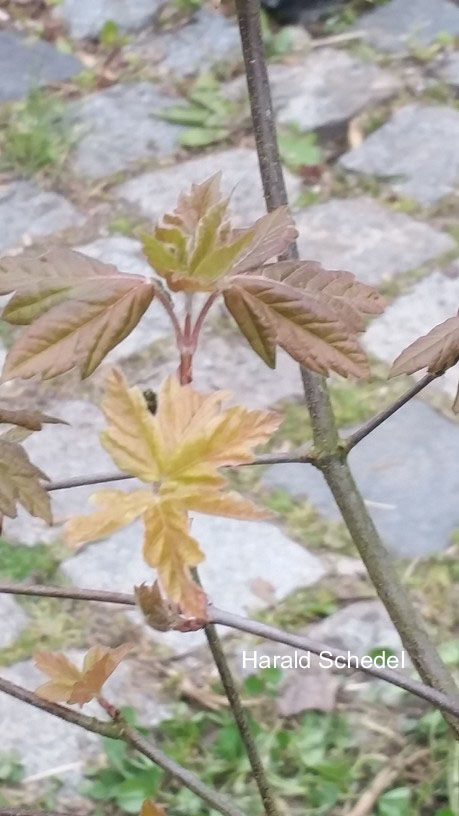 Acer griseum 'Golden Lucky'