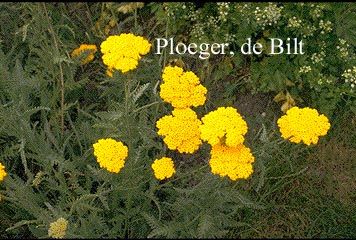 Achillea filipendulina 'Parker's Variety'