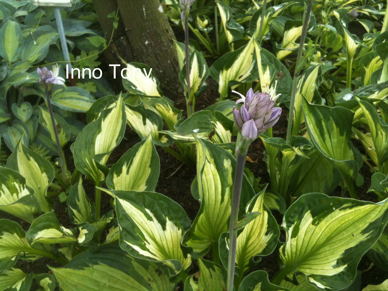 Hosta 'Colored Hulk'