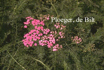 Achillea millefolium 'Lilac Beauty'