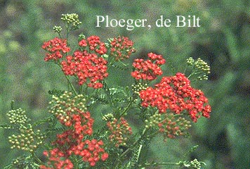 Achillea millefolium 'Red Beauty' (71033)