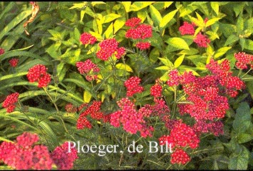 Achillea millefolium 'Sammetriese'