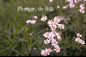 Achillea ptarmica