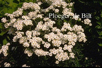 Achillea ptarmica 'Major'