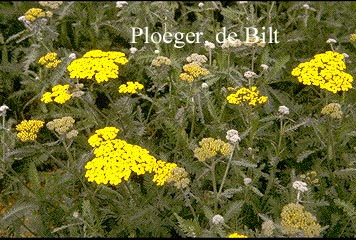 Achillea 'Taygetea'