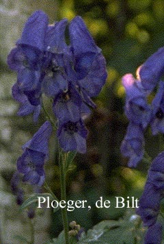 Aconitum carmichaelii 'Arendsii'