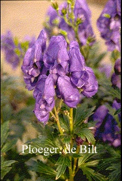 Aconitum carmichaelii 'Barker's Variety'