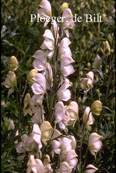 Aconitum napellus 'Rubellum'
