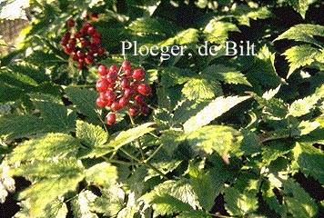 Actaea rubra