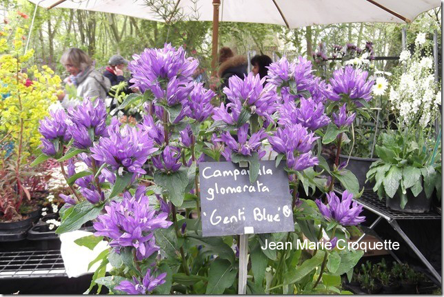 Campanula glomerata 'Genti Blue'