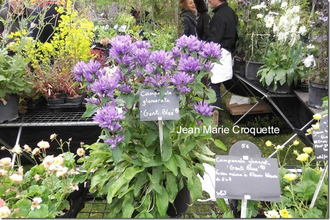 Campanula glomerata 'Genti Blue'