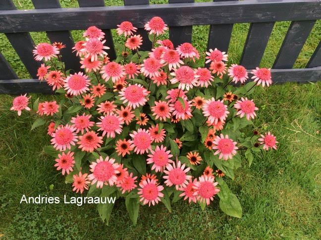 Echinacea purpurea 'Raspberry Truffle'