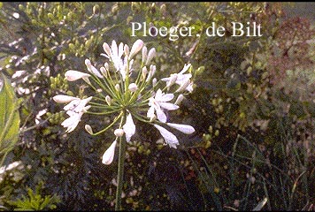 Agapanthus africanus 'Albidus'