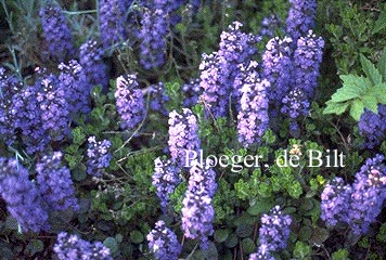 Ajuga reptans