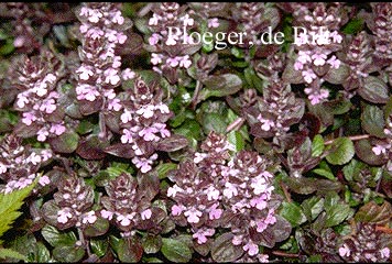 Ajuga reptans 'Purple Torch'