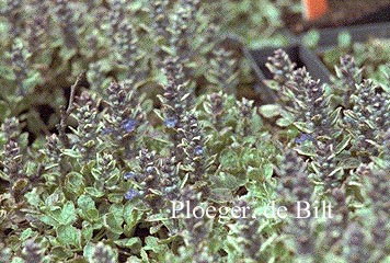 Ajuga reptans 'Variegata'