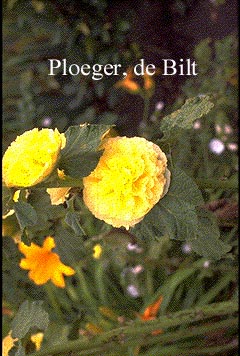 Alcea rosea 'Pleniflora' geel