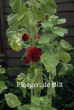 Alcea rosea 'Pleniflora' violet (71098)