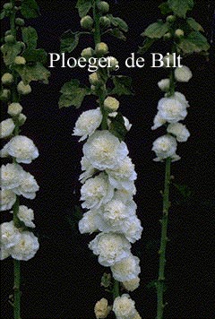Alcea rosea 'Pleniflora' wit