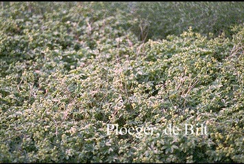 Alchemilla alpina