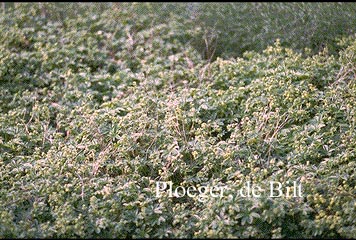 Alchemilla alpina