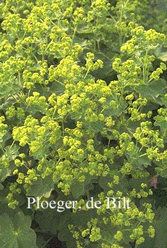 Alchemilla mollis